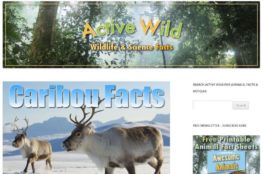 Active Wild - Caribou facts